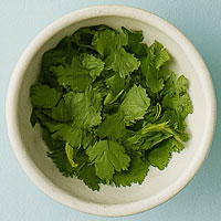 Cilantro